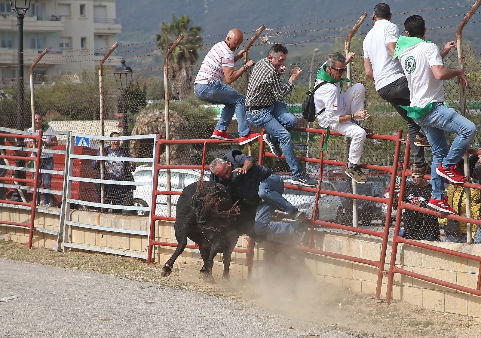 Fotos del Toro Embolao en Los Barrios
