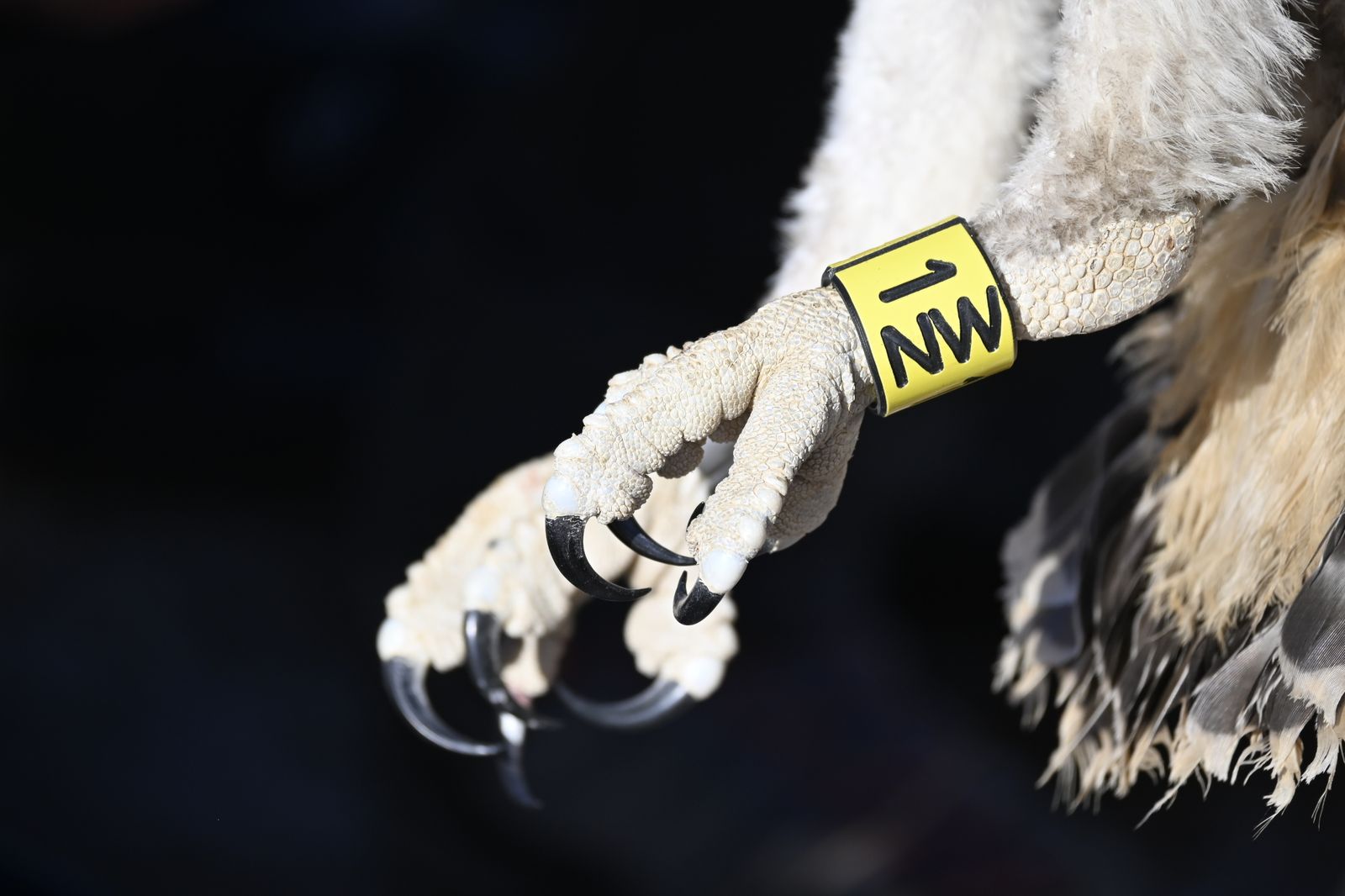 Anillamiento de tres pollos de águila pescadora nacidas en el Paraje Natural Marismas del Odiel