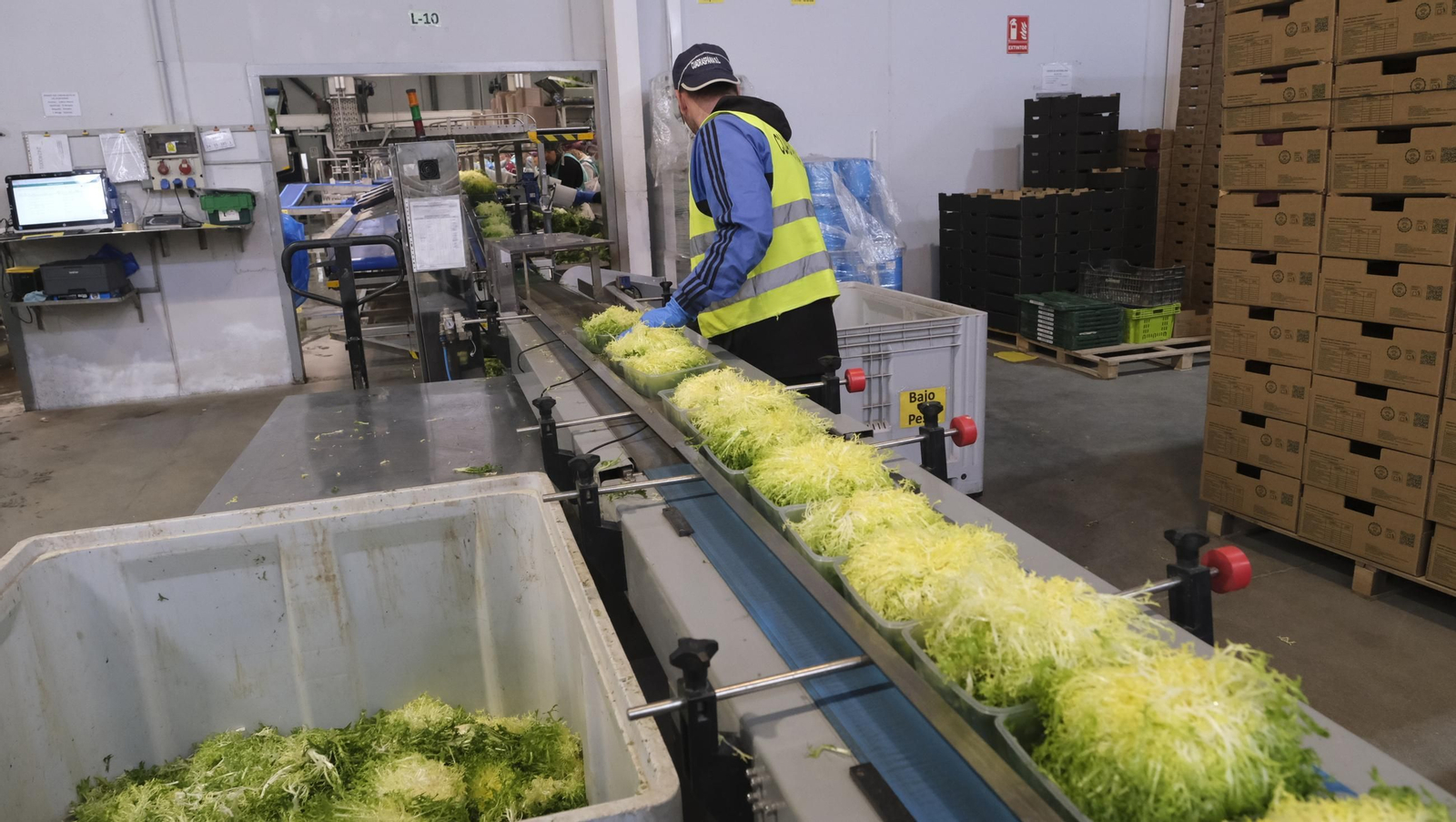 Desde Cuevas del Almanzora para el resto del mundo, las mejores escarolas con Cuadraspania, en imágenes