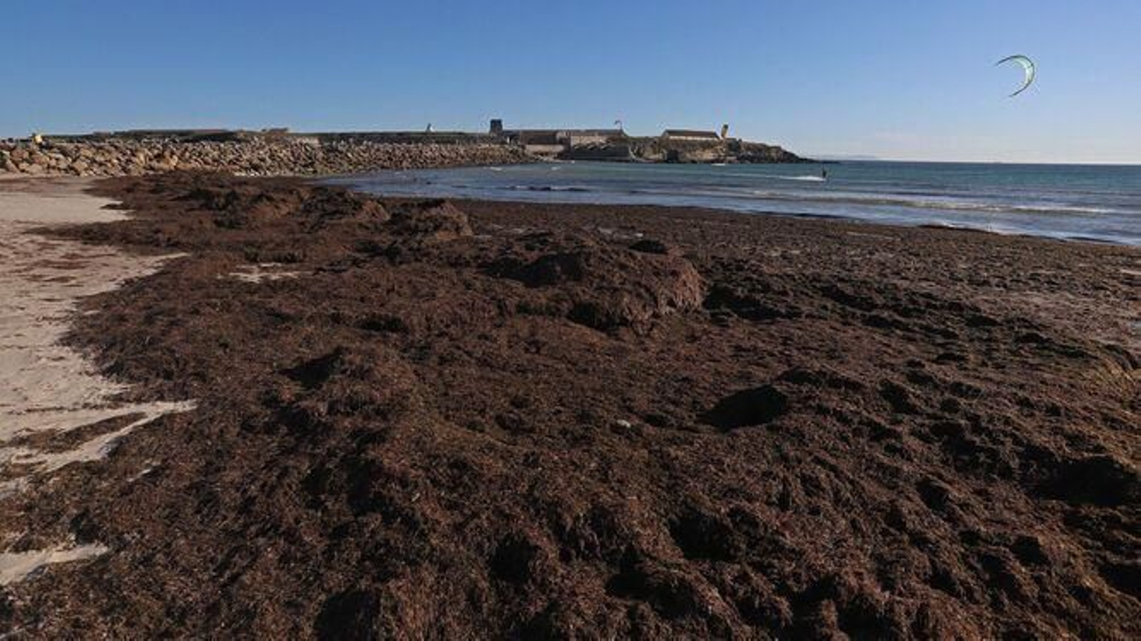 El alga invasora, en las playas de Tarifa