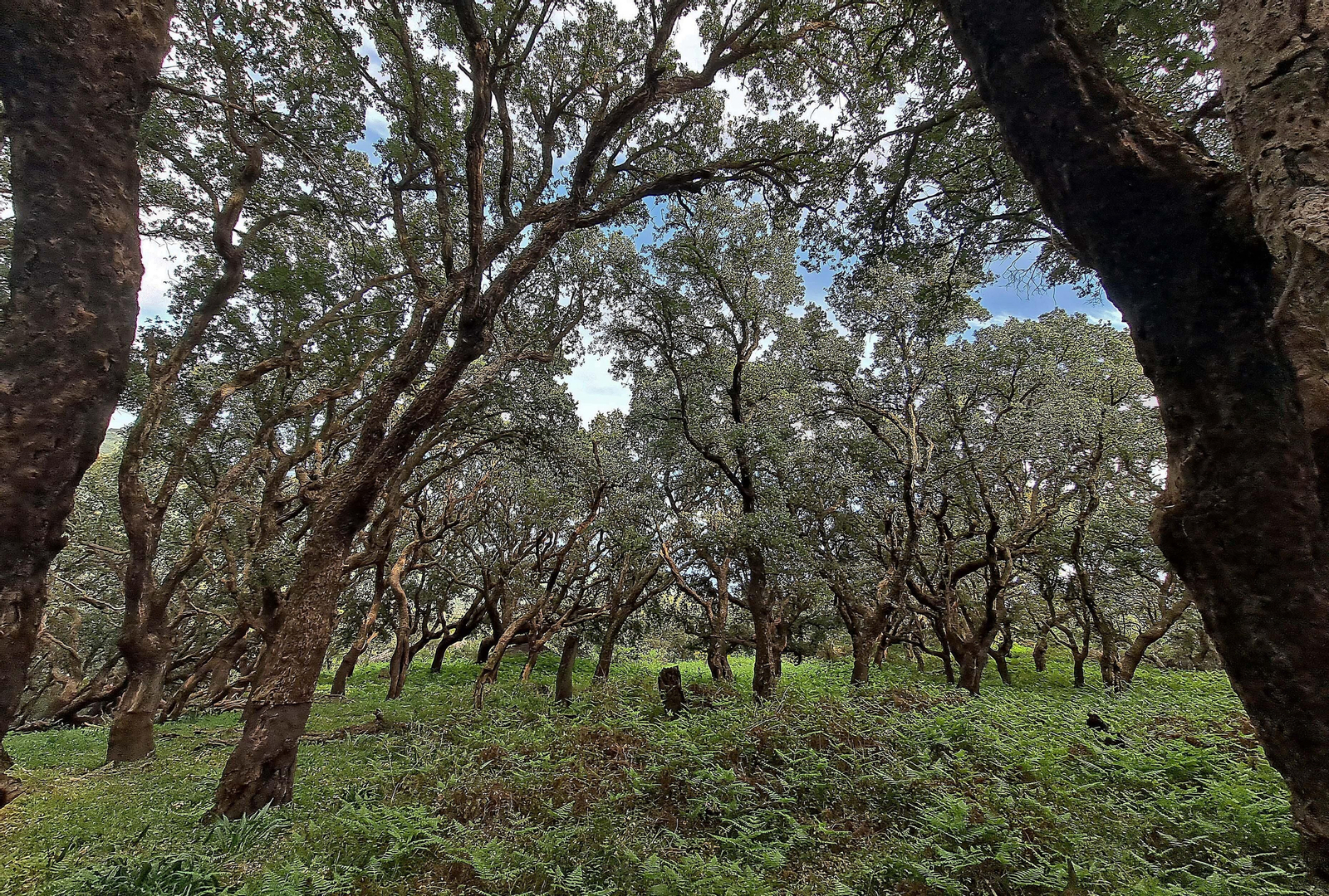 Fotos de la ruta de El Bujeo en Algeciras
