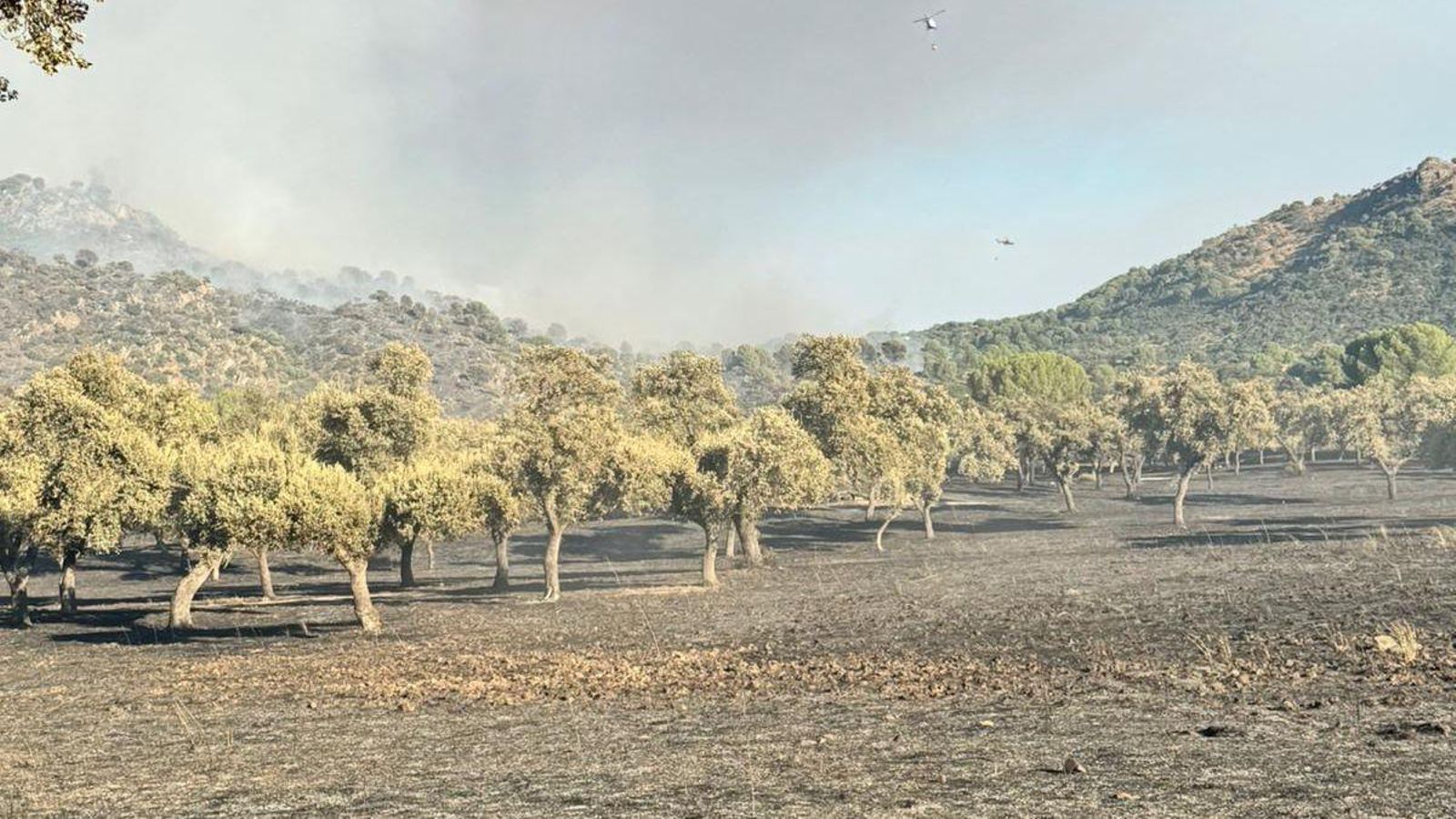Foto de la finca El Encinarejo cedida a Jaén Hoy.