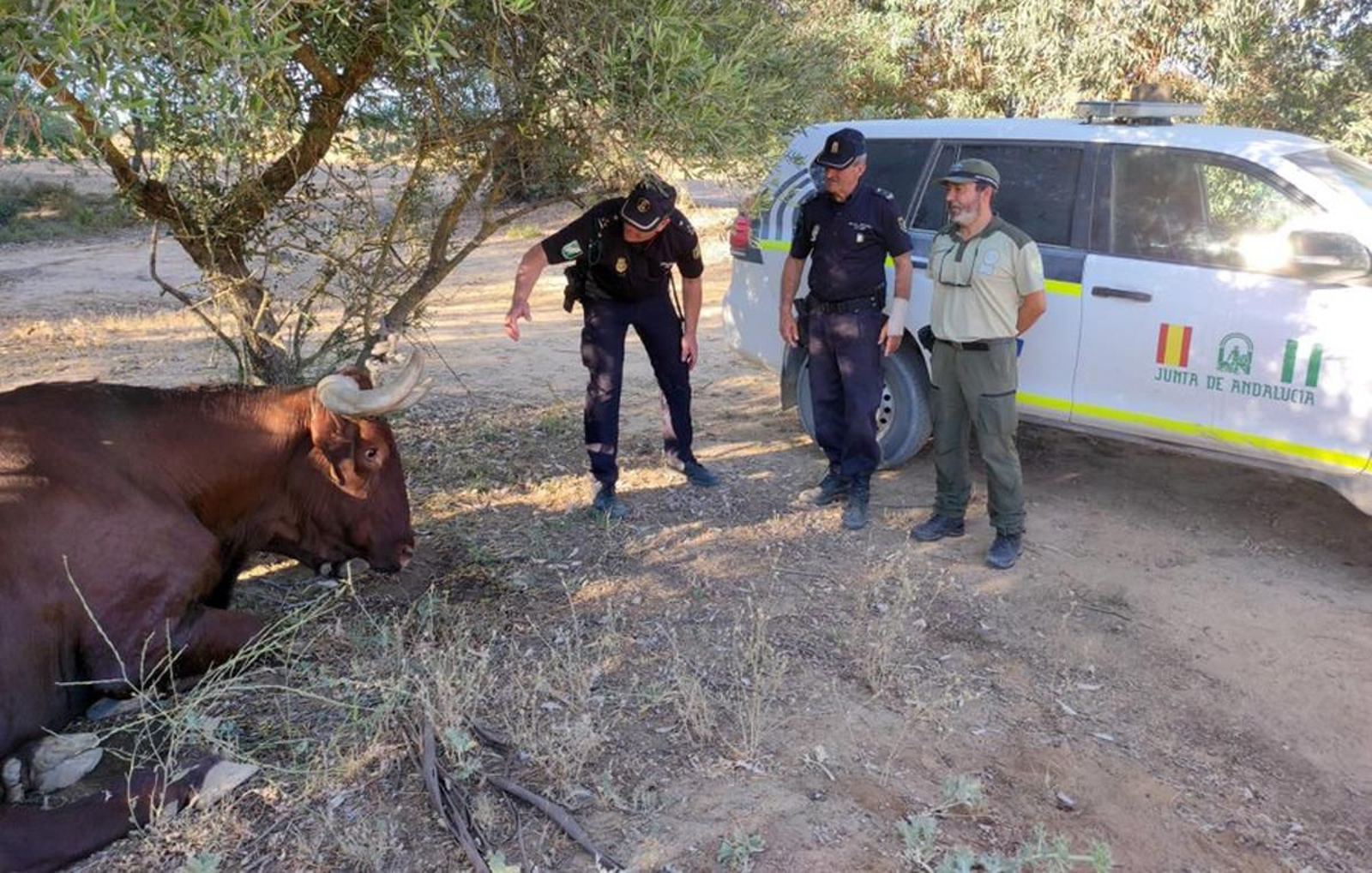 El animal fue hallado echado en mitad del campo El animal fue hallado echado en mitad del campo