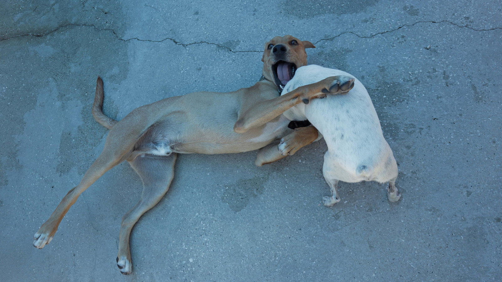 Fotos de la Protectora de Animales y Plantas de Algeciras