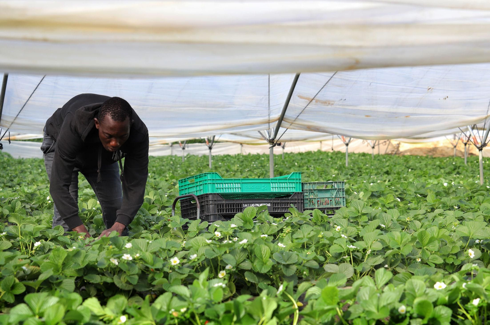 Imágenes de la realidad del trabajo en el campo