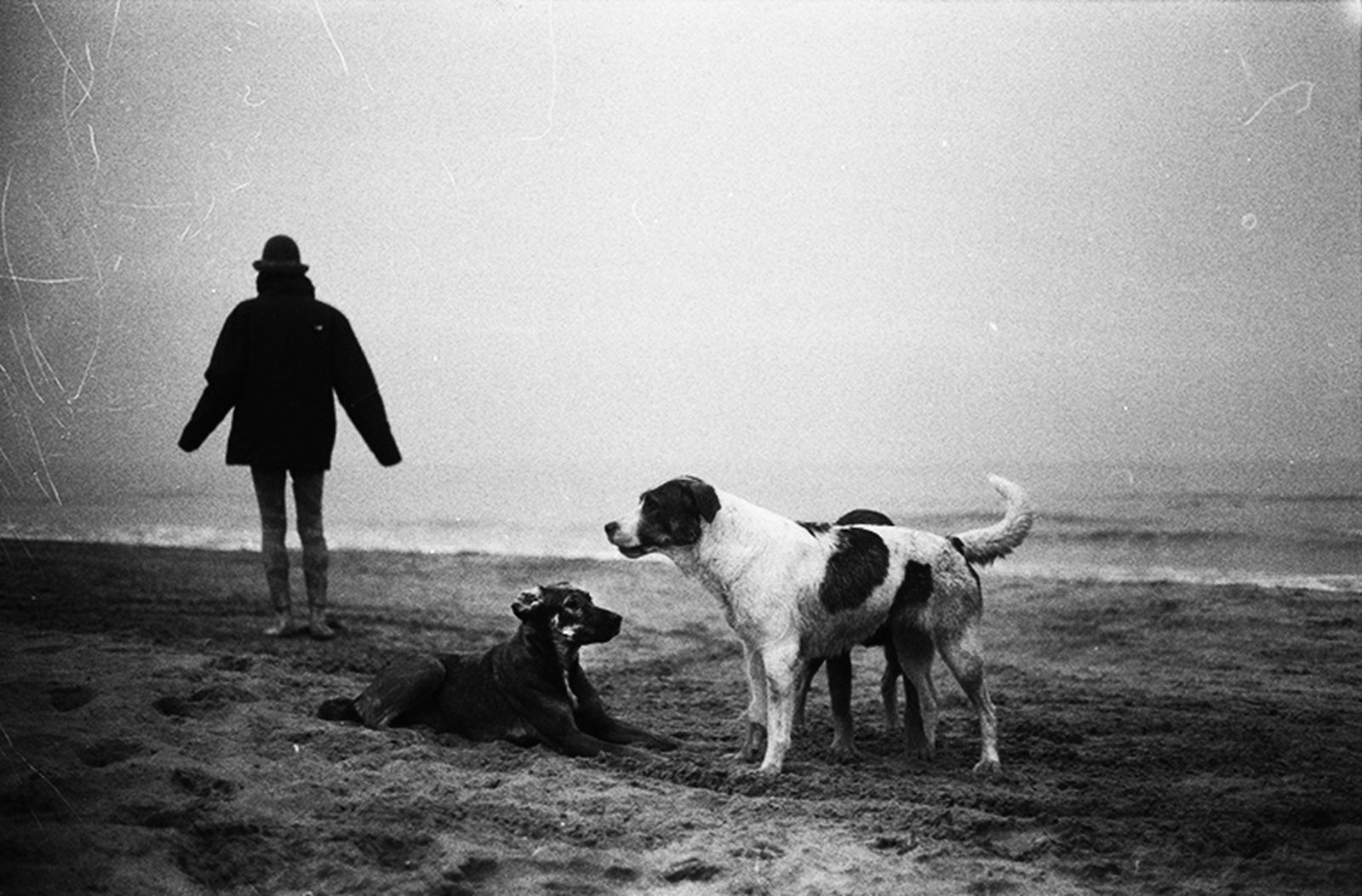 'Anarquía jugando con una perra más vieja' (2013).
