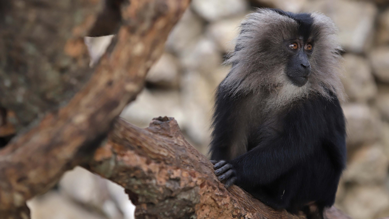 Fotos de los macacos de cola de león del zoo de Castellar