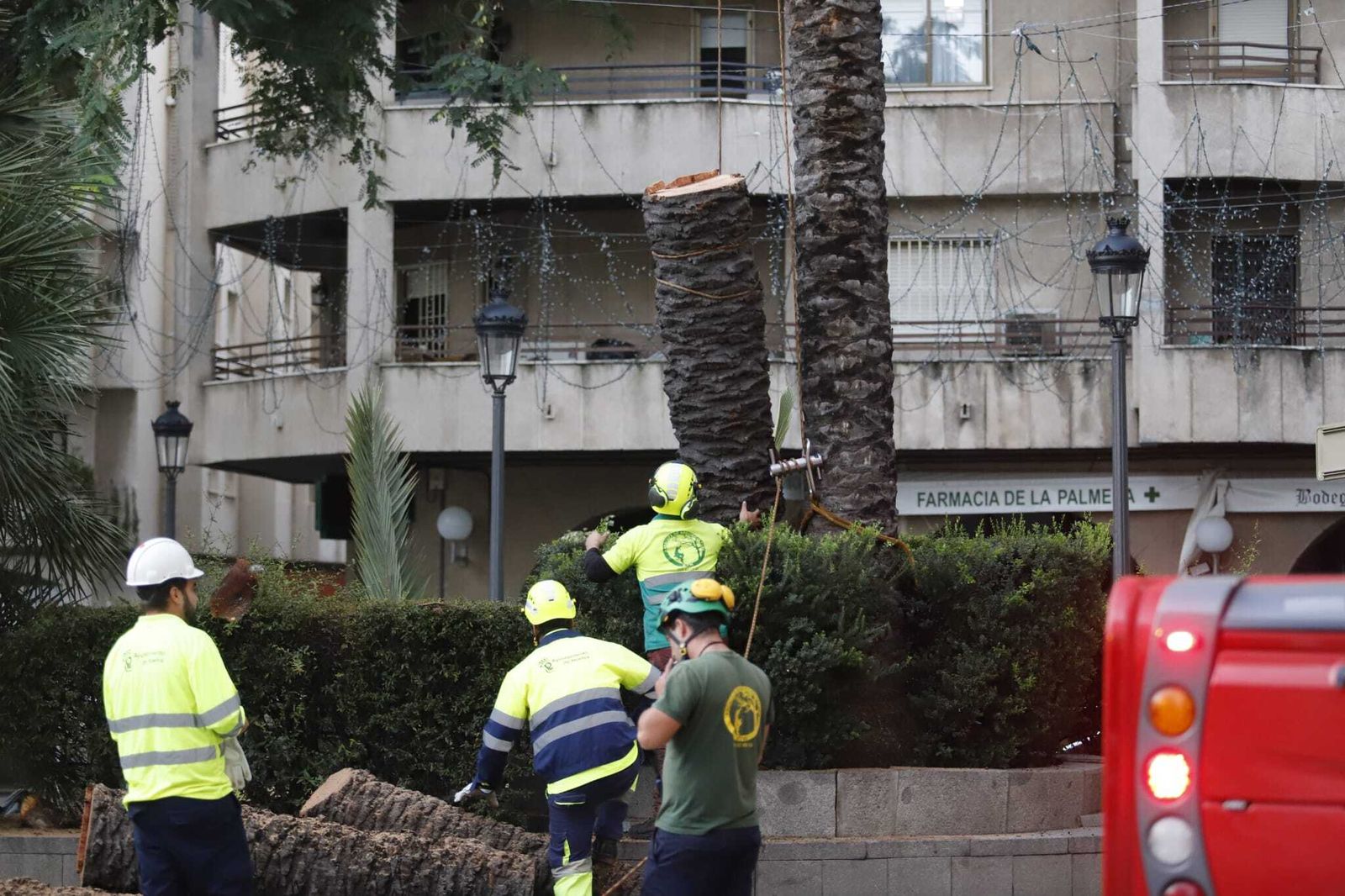 Momento en el que los operarios talan la palmera.
