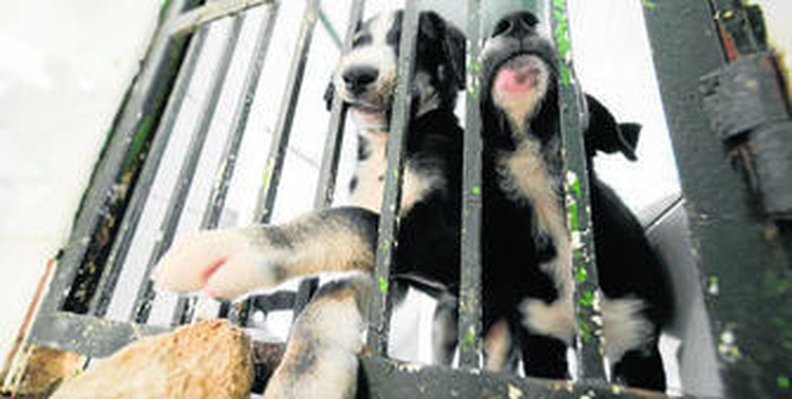 Dos perros custodiados en el zoosanitario municipal Ignacio Vázquez Muñoz.