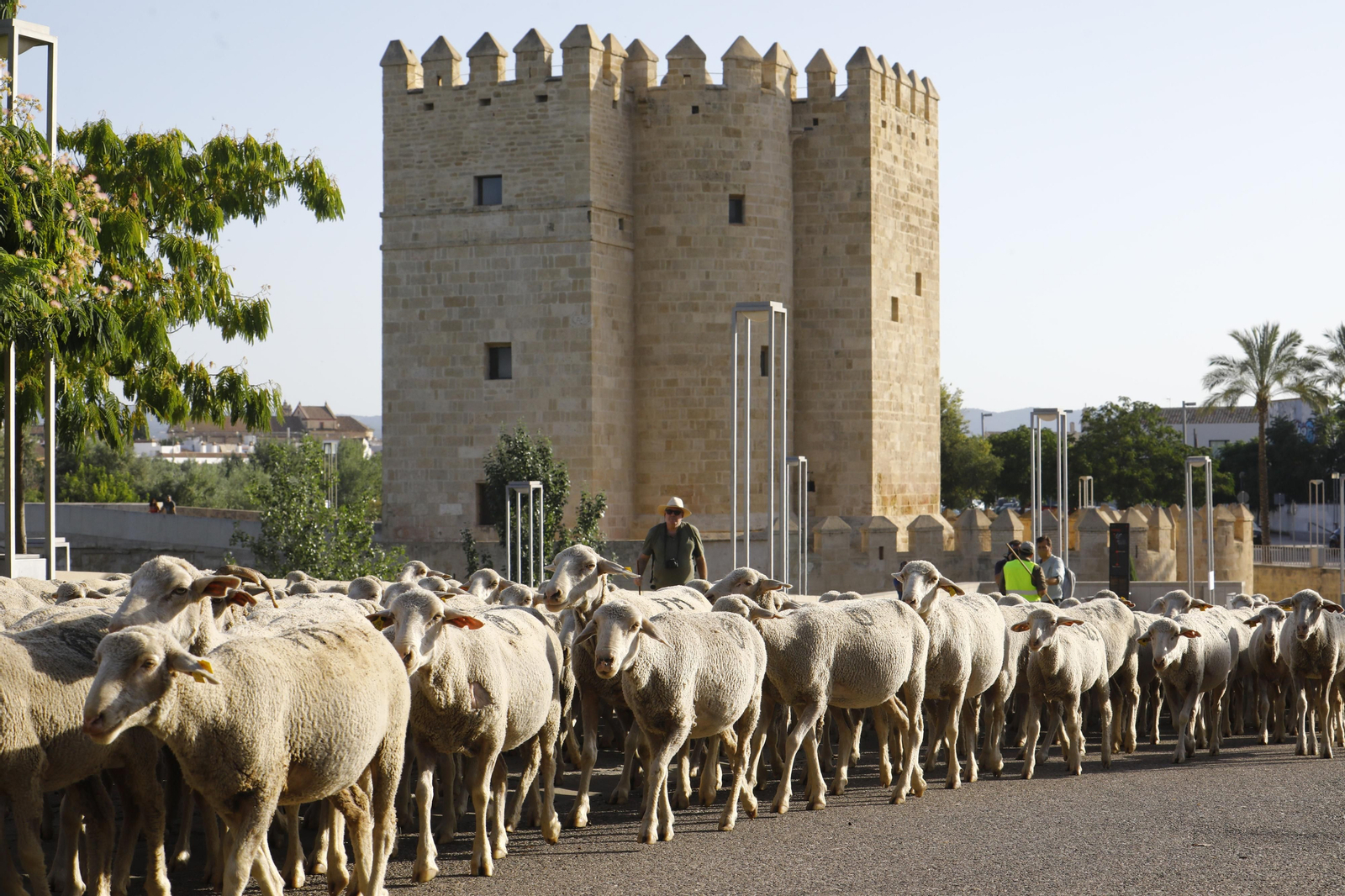 El paso de las ovejas de la ganadería Las Albaidas por Cordoba, en imágenes