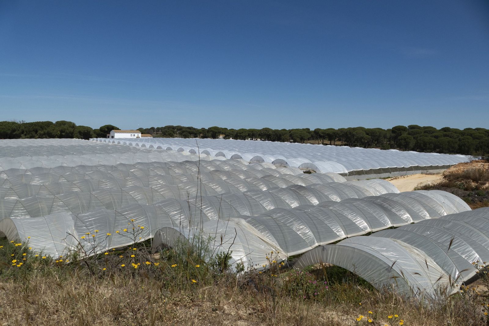 Uno de los cultivos de frutos rojos en la localidad de Lucena del Puerto.