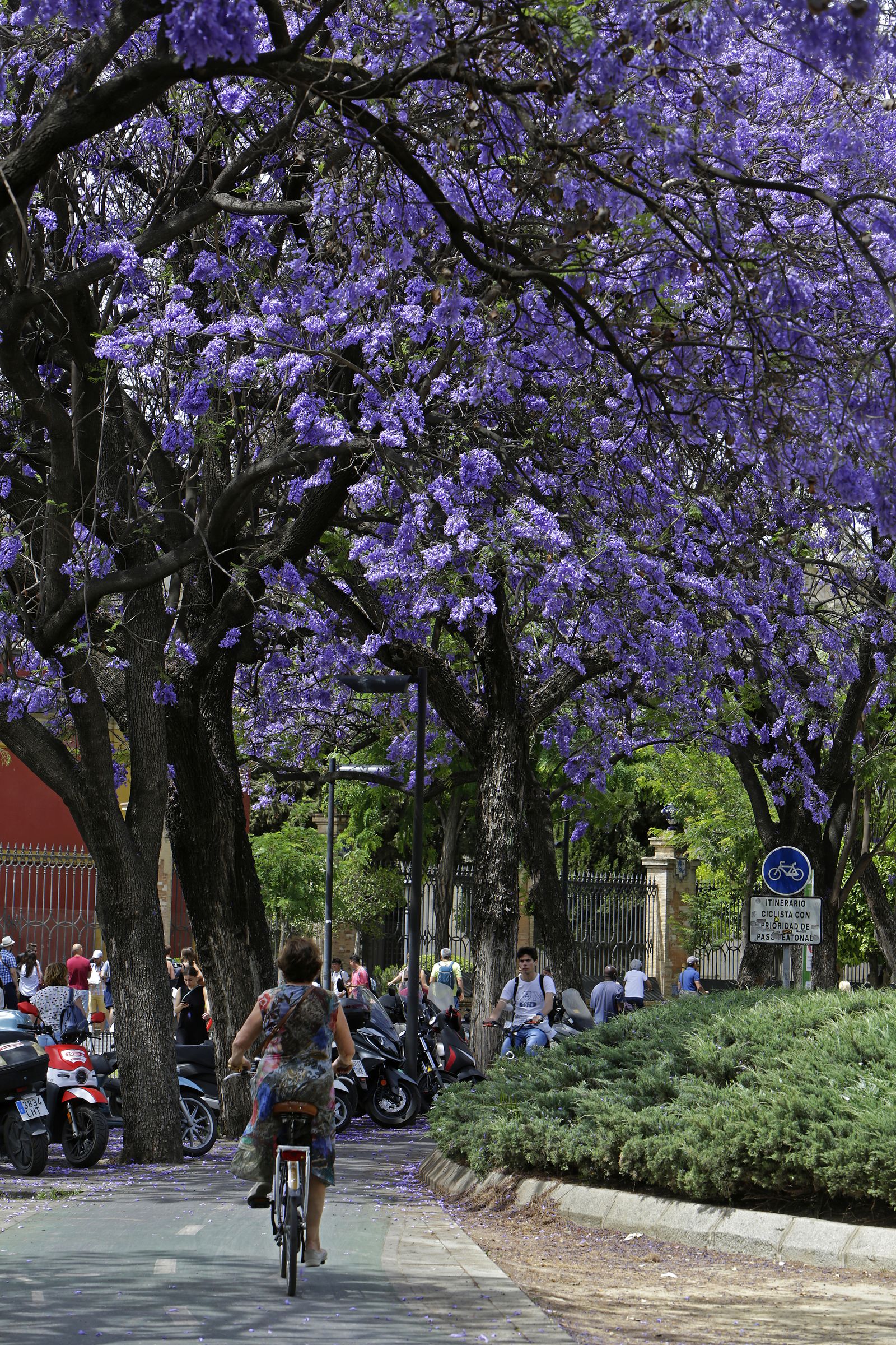 El color morado reina en Sevilla