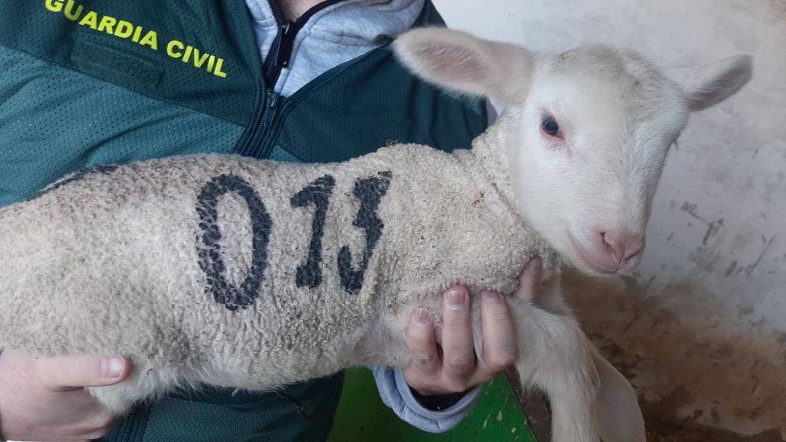Uno de los corderos recuperados.