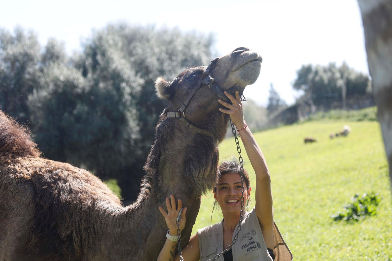 Dromedario de La Pequeña África.