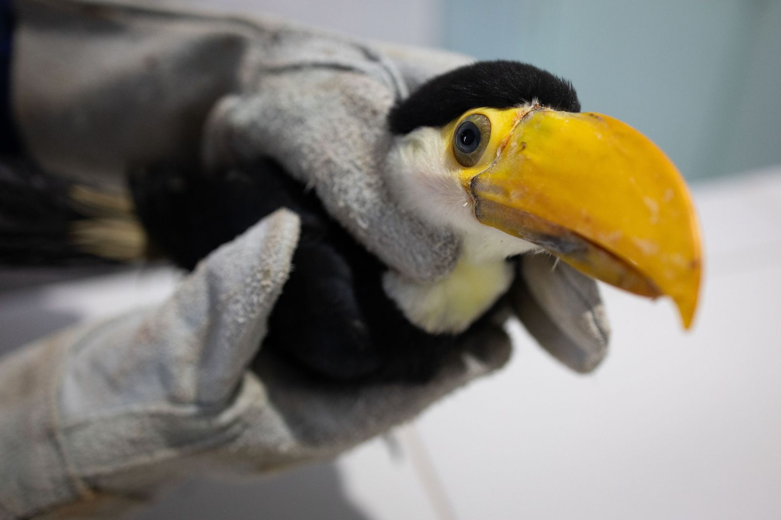 Las llamas convierten en una tumba al aire libre El Pantanal en Brasil