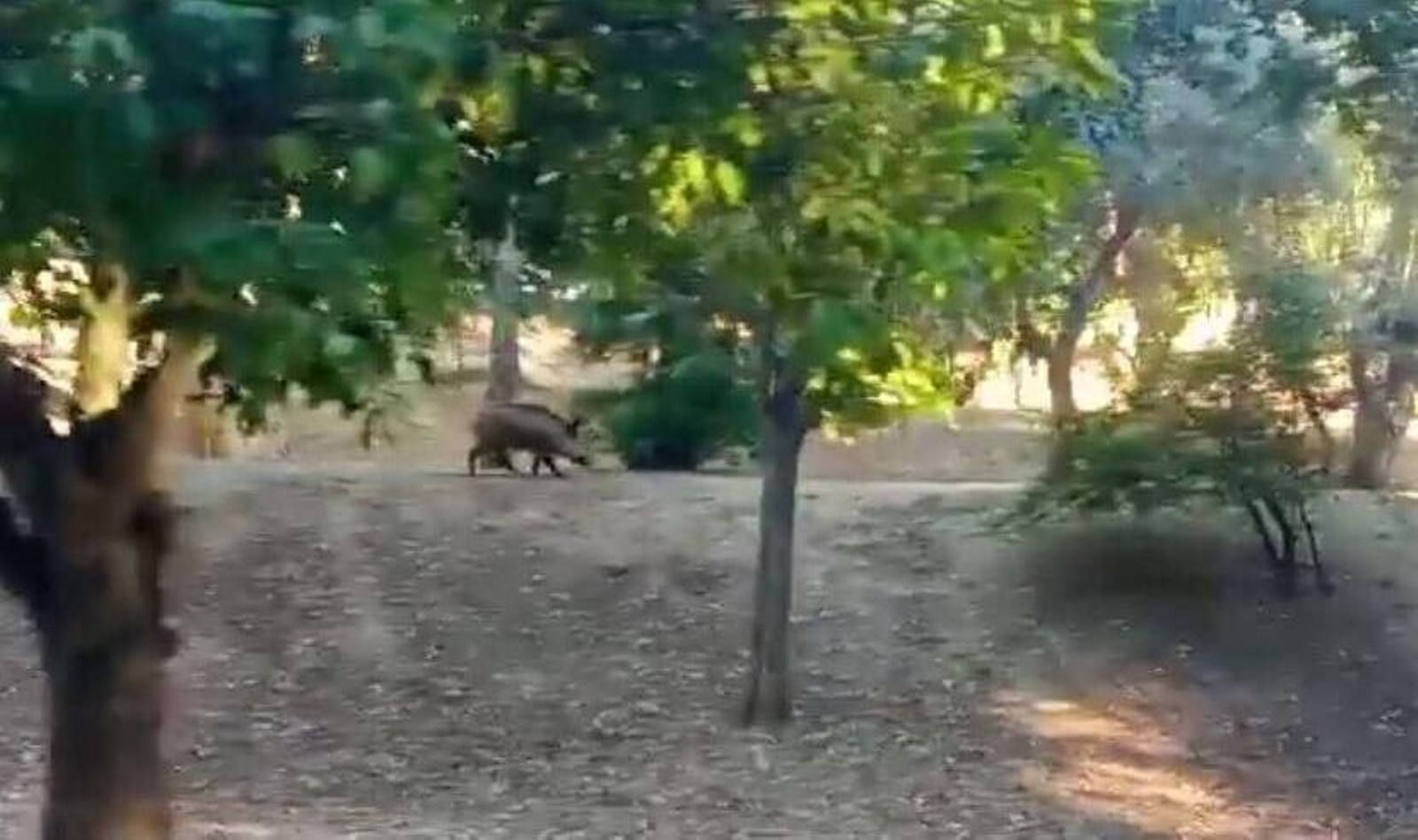 Alertan de jabalíes deambulando por el casco urbano de Alcalá de Guadaíra