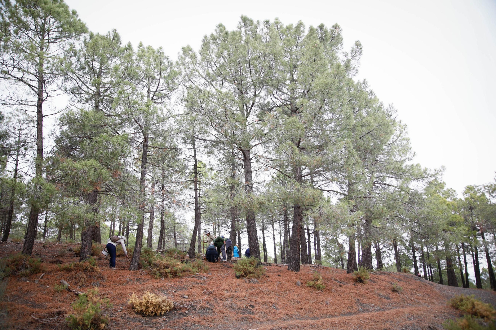 La ruta recolectora de setas en Abla por las XIX Jornadas Micológicas, en imágenes