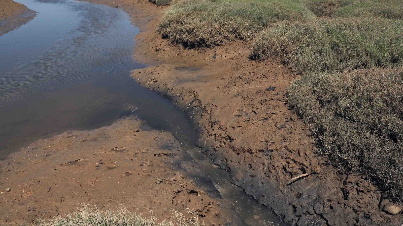 Vertido de aguas fecales a las Marismas del Piedras en el paraje de La Ribera de Cartaya