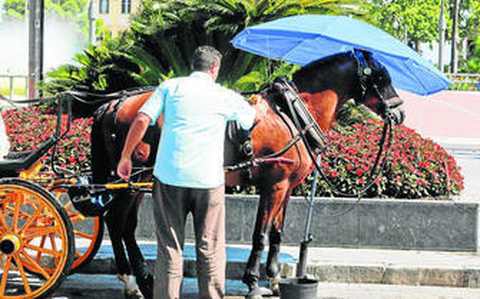 El dueño de un coche de caballos protege al animal del sofocante calor de Málaga.