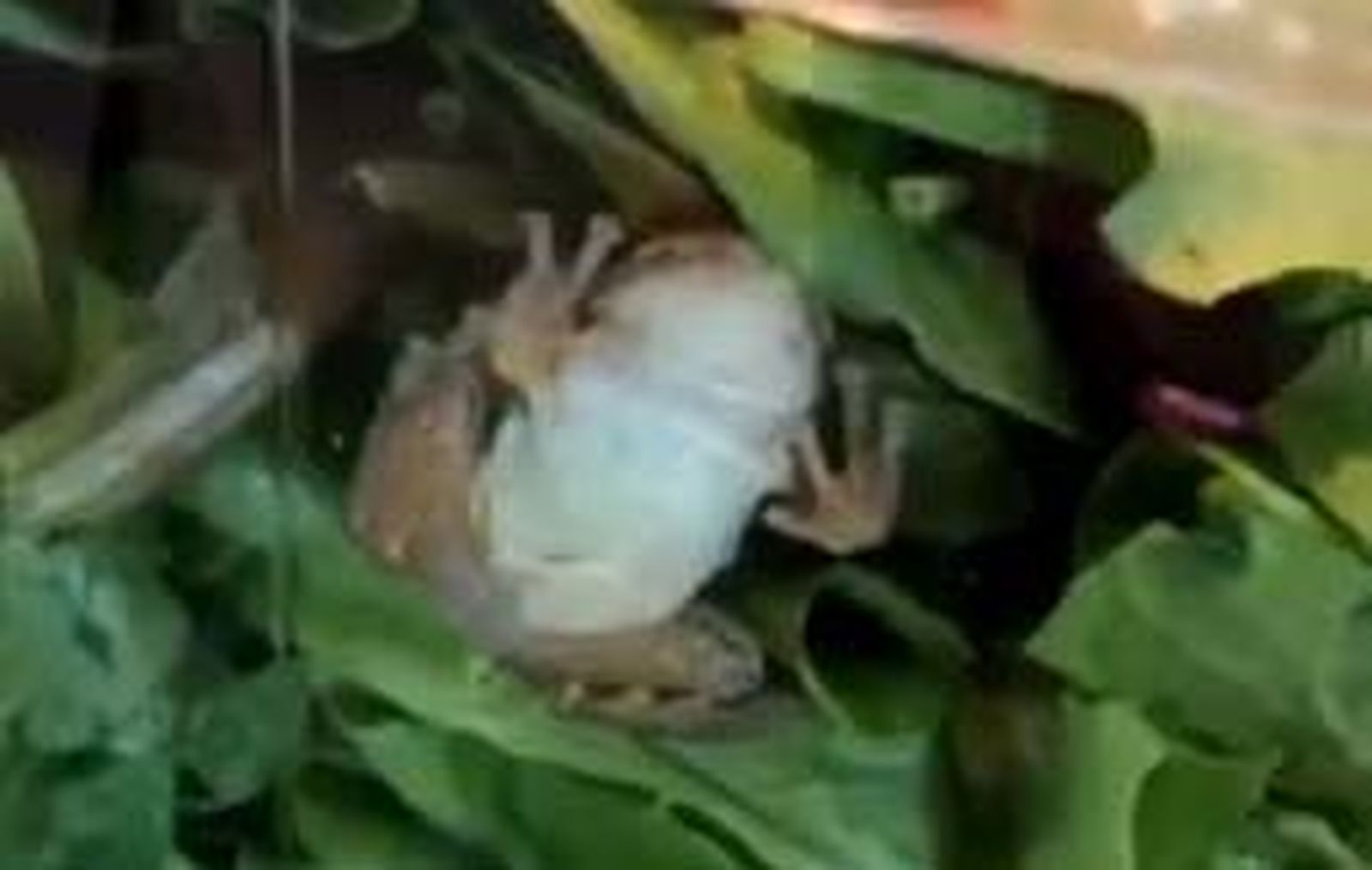 Captura del vídeo que mostraba la rana en la ensalada
