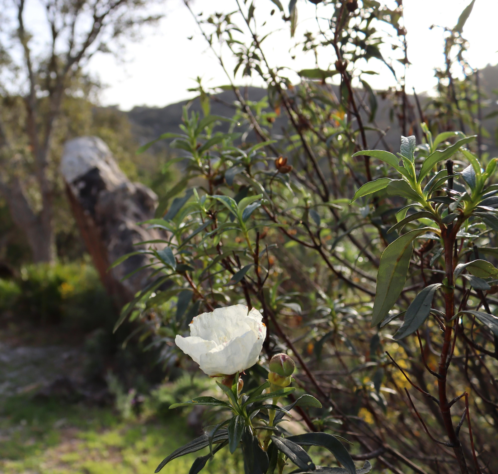 Fotos de la flora y fauna del Parque Natural de Los Alcornocales
