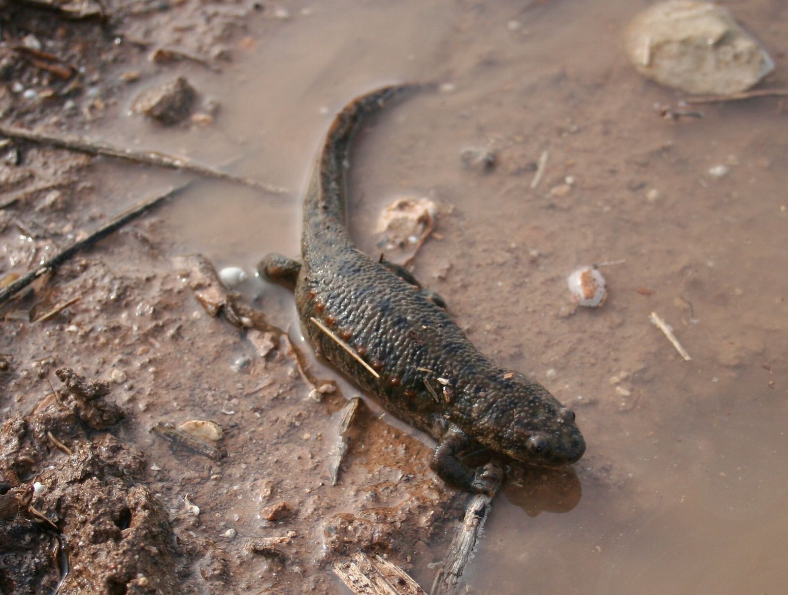 Ejemplar de gallipato.