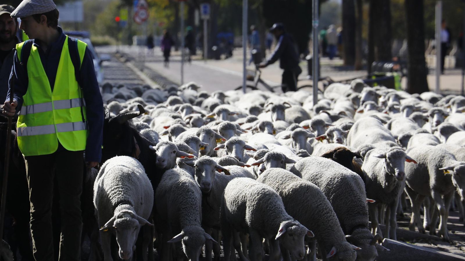 Paso de casi 1.000 ovejas de la ganaderia de Las Albaidas por Córdoba.