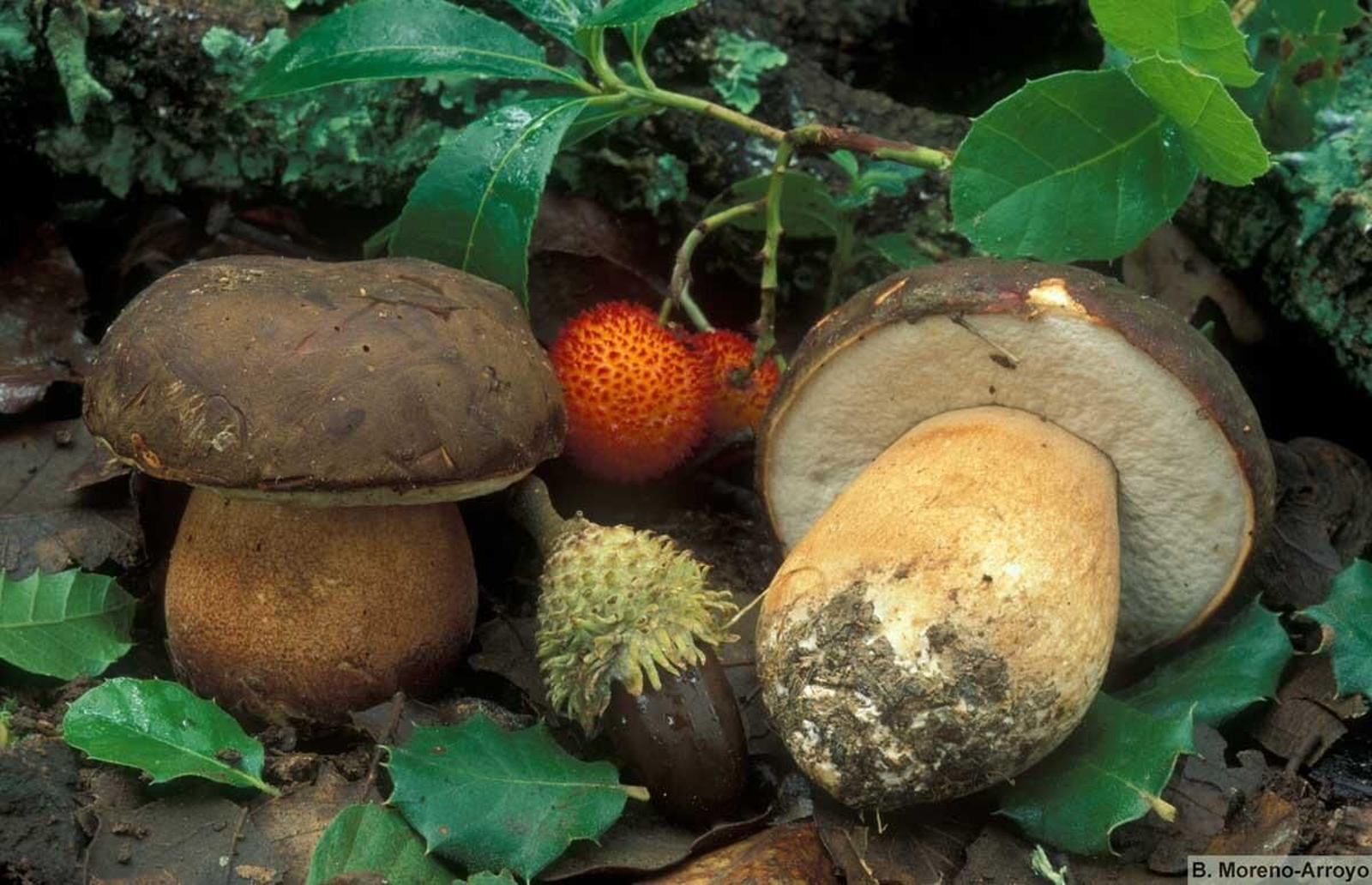 Tentullo o Tontullo (boletus)
