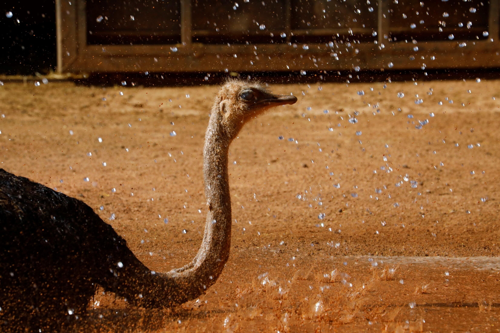 Fotogalería: Así viven los animales del Zoo de Córdoba los meses de verano