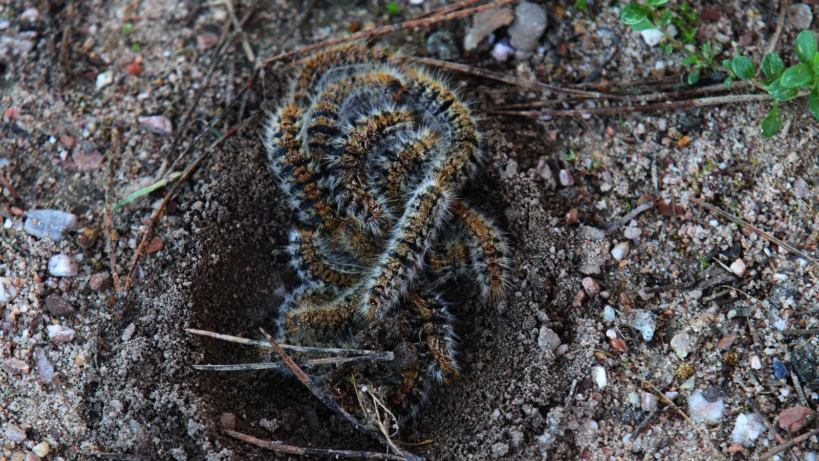 Oruga procesionaria.