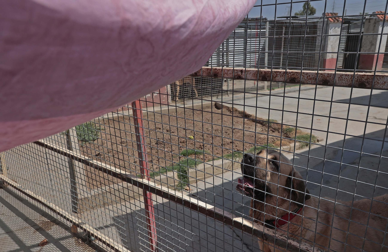 Imágenes de la protectora de animales del Campo de Gibraltar en Los Barrios