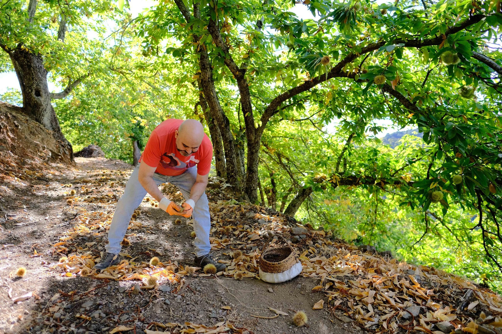 La recogida de los frutos se realiza de forma manuel