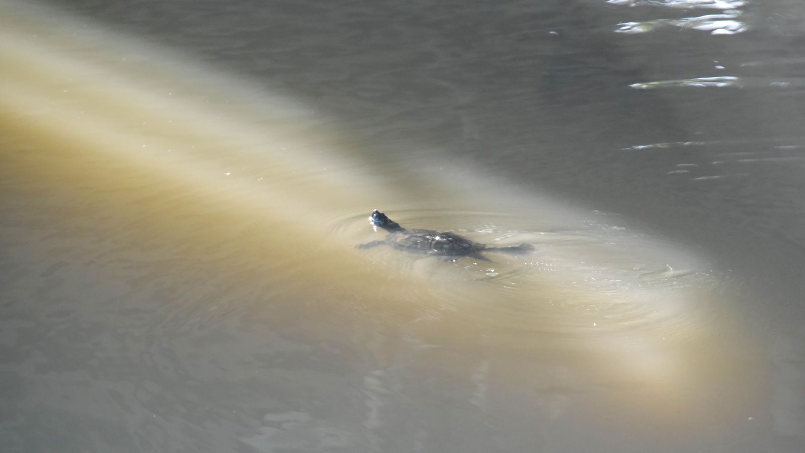 Ruta en kayak por El Palmones