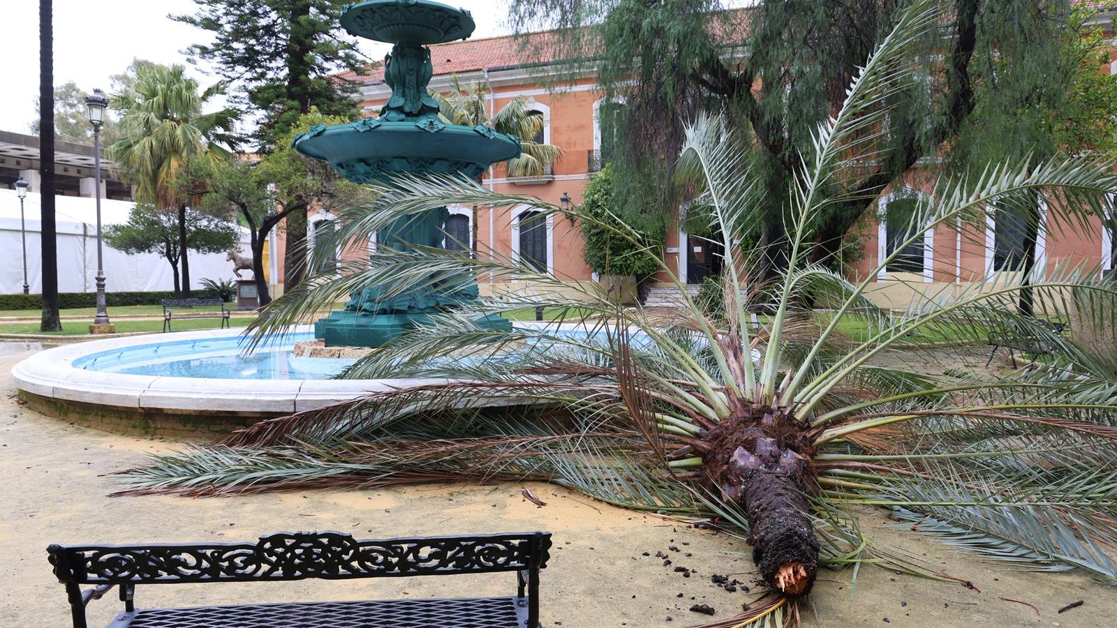 Palmera caída en la Casa Colón.