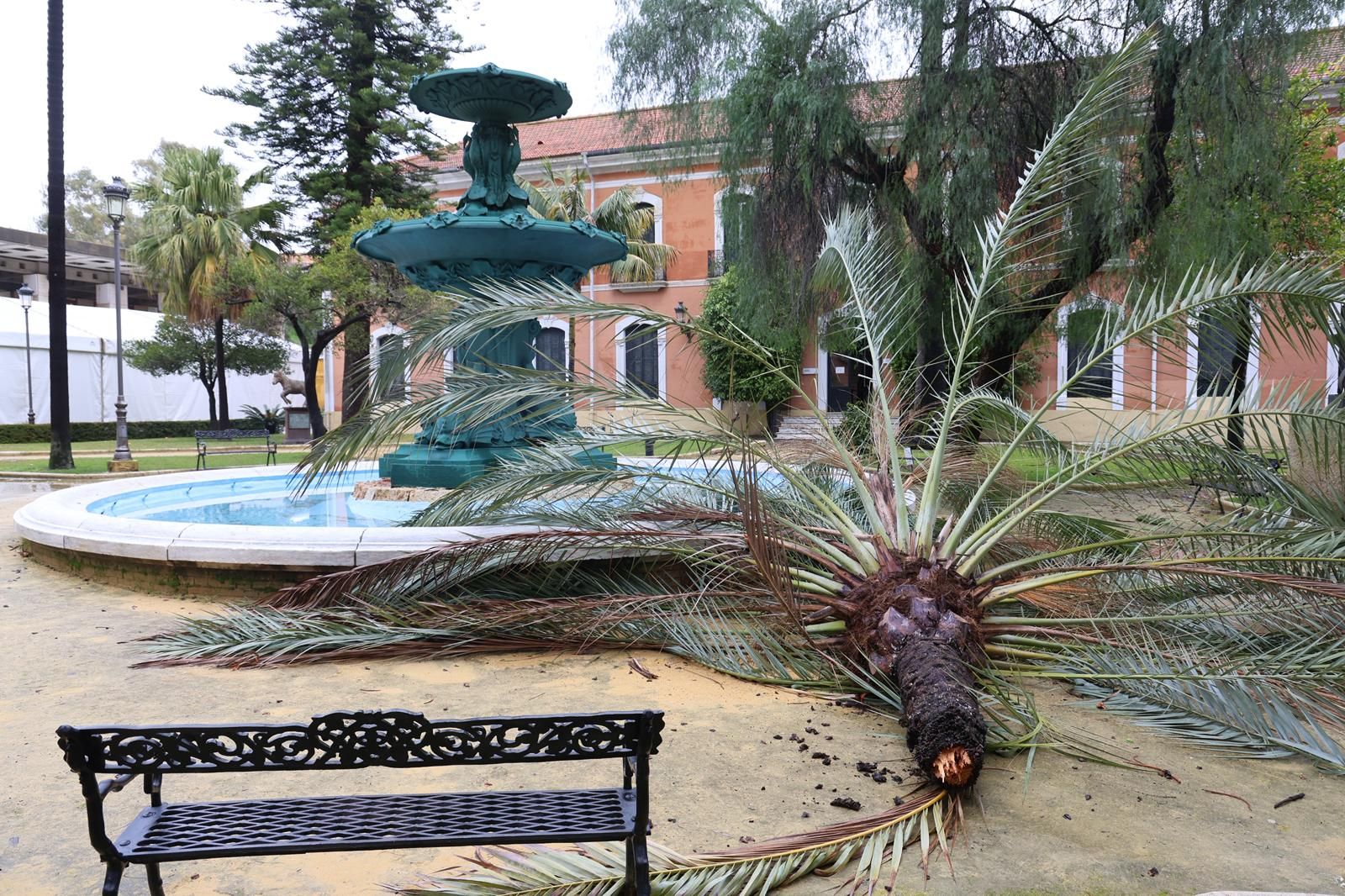 Palmera caída en la Casa Colón.