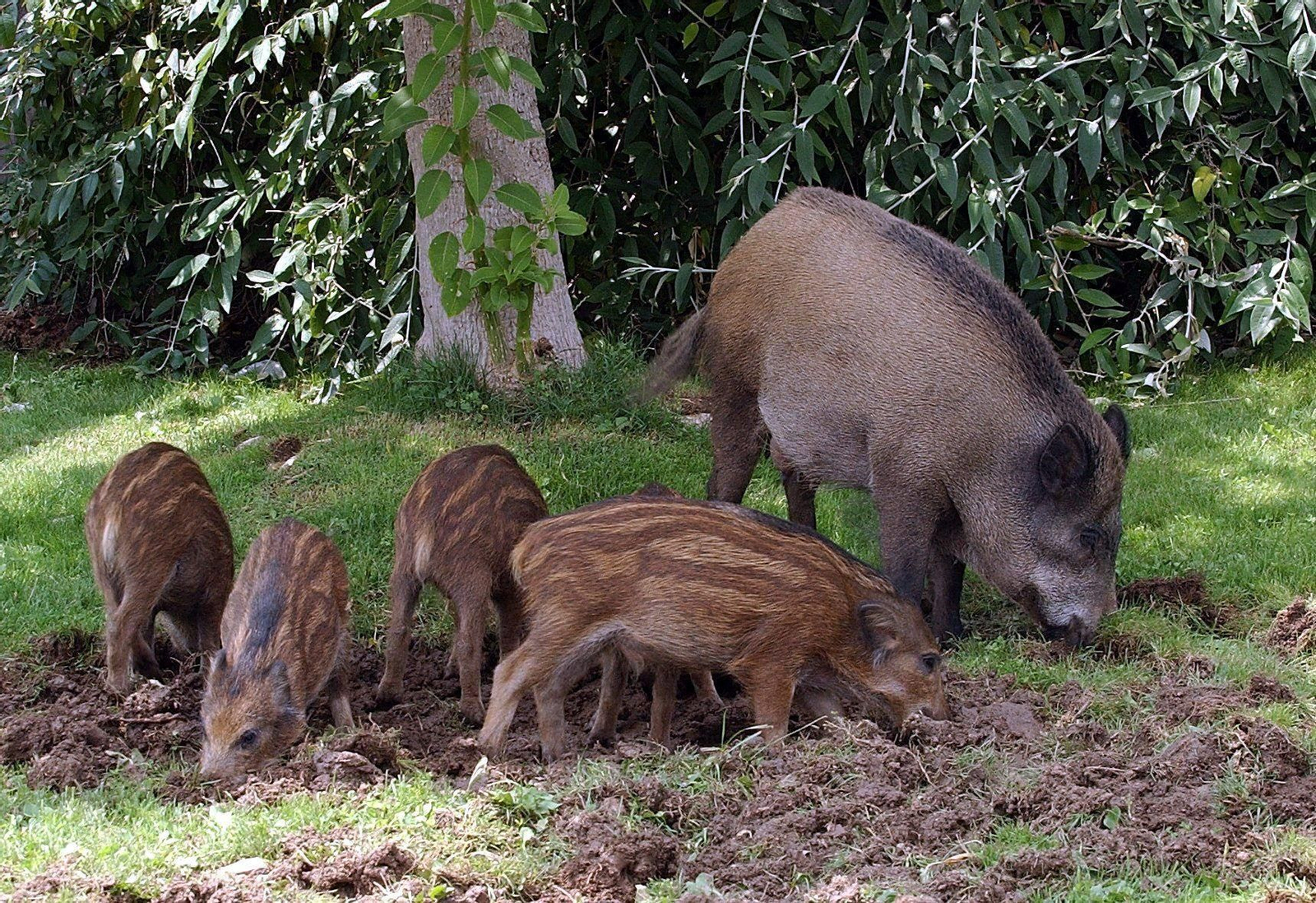Varios jabalíes fotografiados cerca de un área urbana.