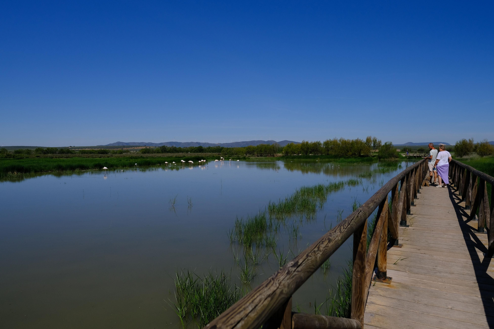 Miles de flamencos llegan a Fuente de Piedra tras las lluvias, en fotos.