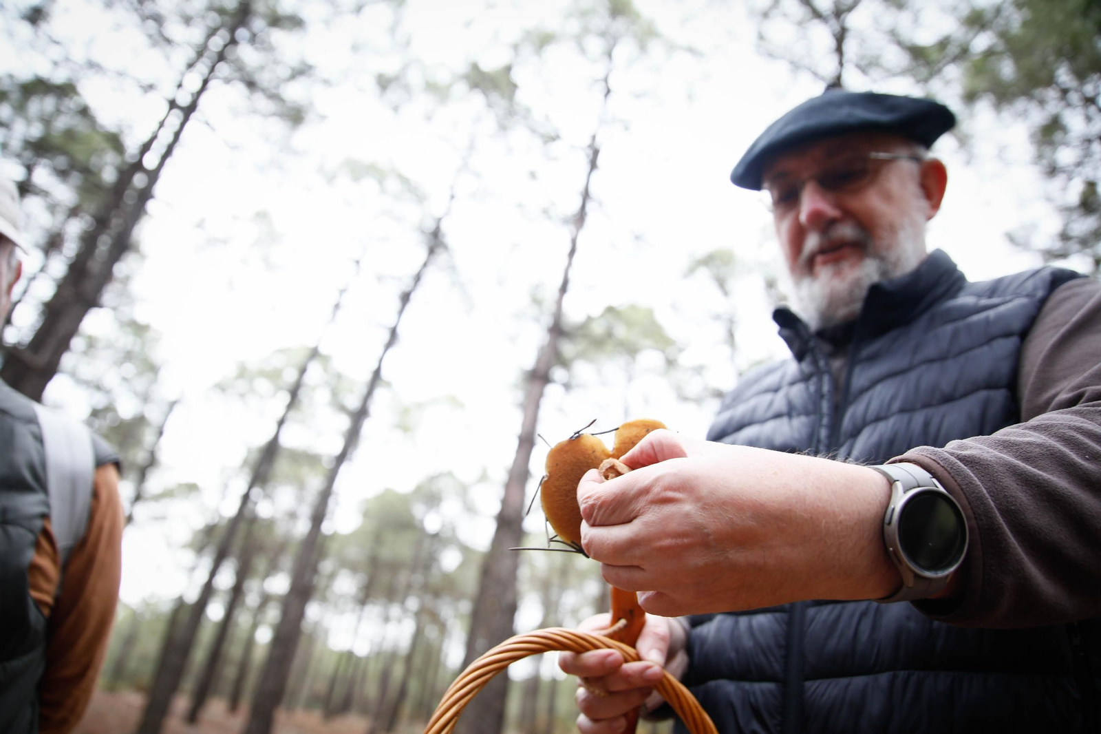 La ruta recolectora de setas en Abla por las XIX Jornadas Micológicas, en imágenes