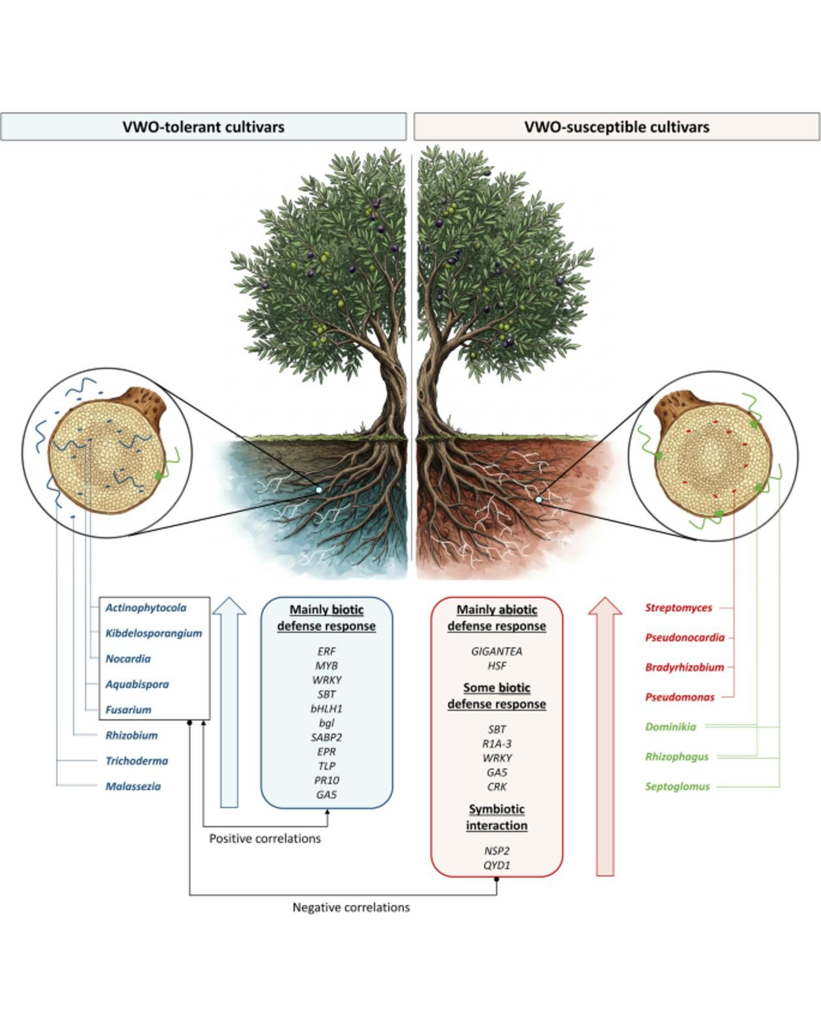 Estudio sobre el olivar.