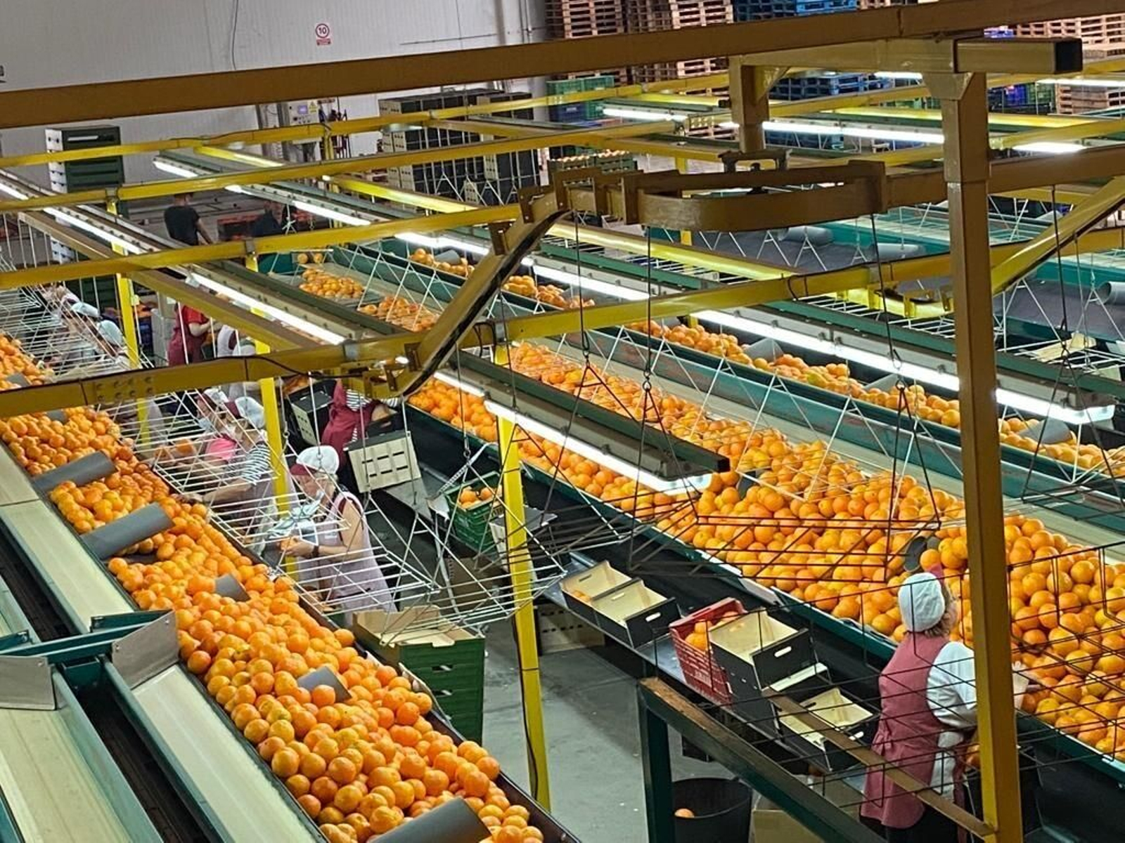 Línea de cítricos.