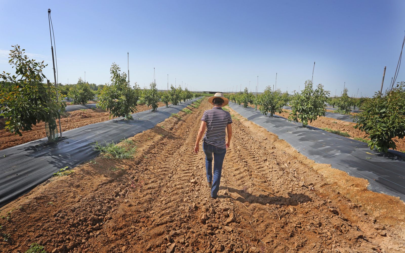 Aguacate:EL "oro verde"ya se cultiva en jerez