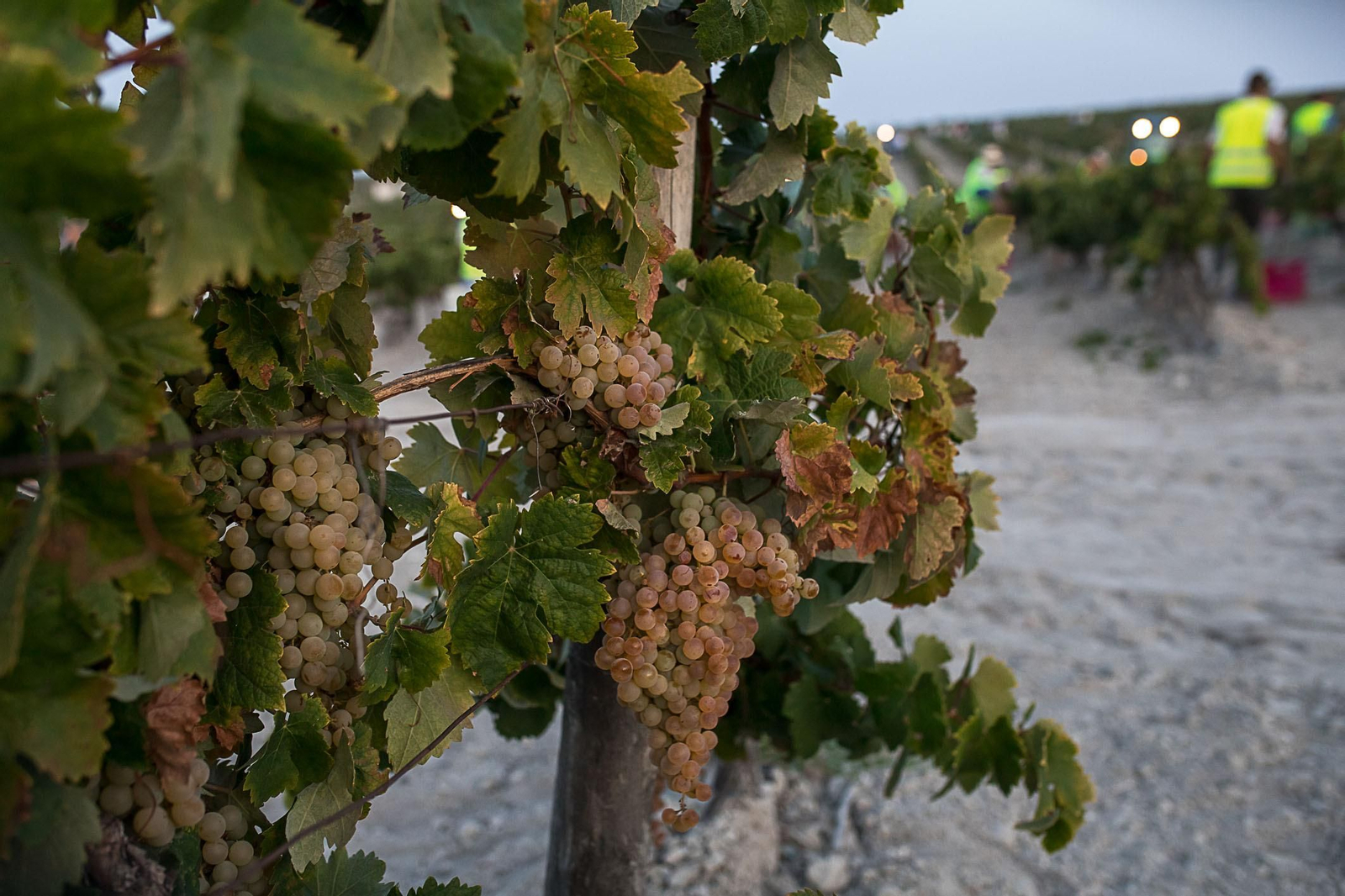 La vendimia nocturna de Tío Pepe