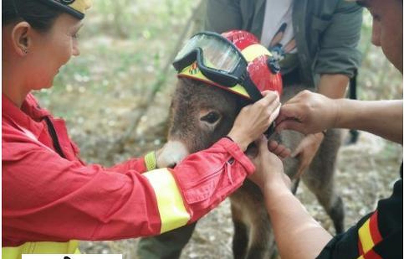 Un burrito bombero