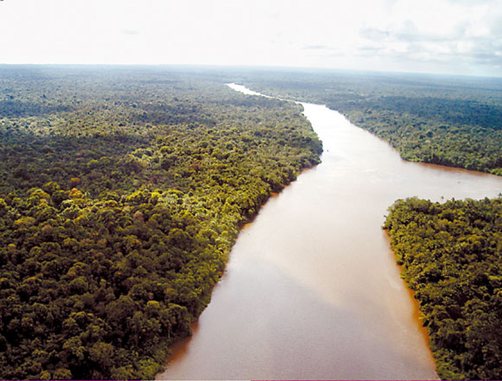 Francis Hallé: "El dosel tropical es una reserva medicinal sin explorar"