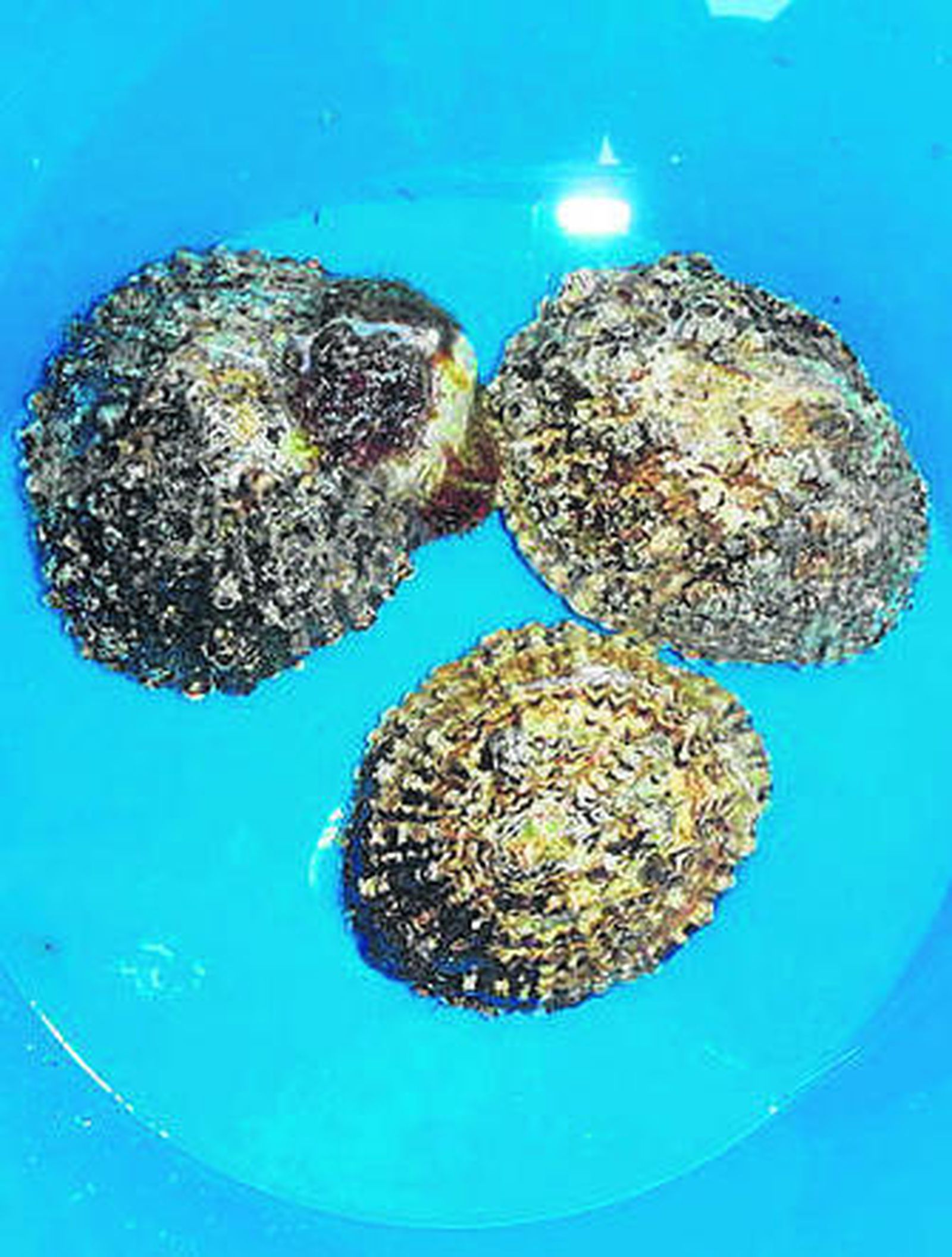 Algunos especímenes de la lapa.