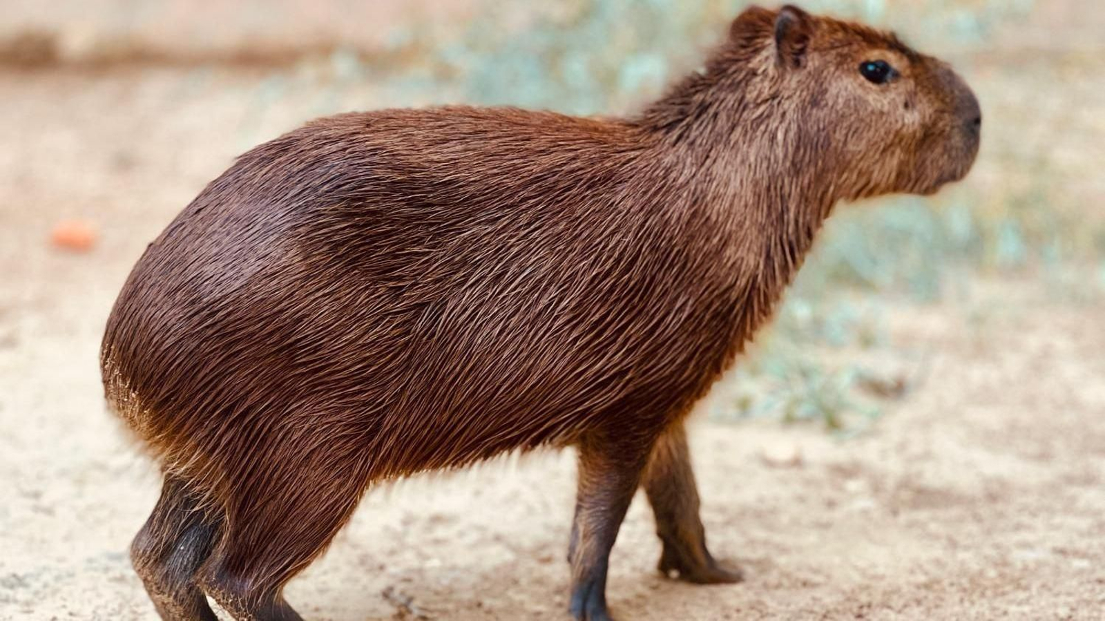 Un ejemplar de capibara, en el Zoo de Jerez.