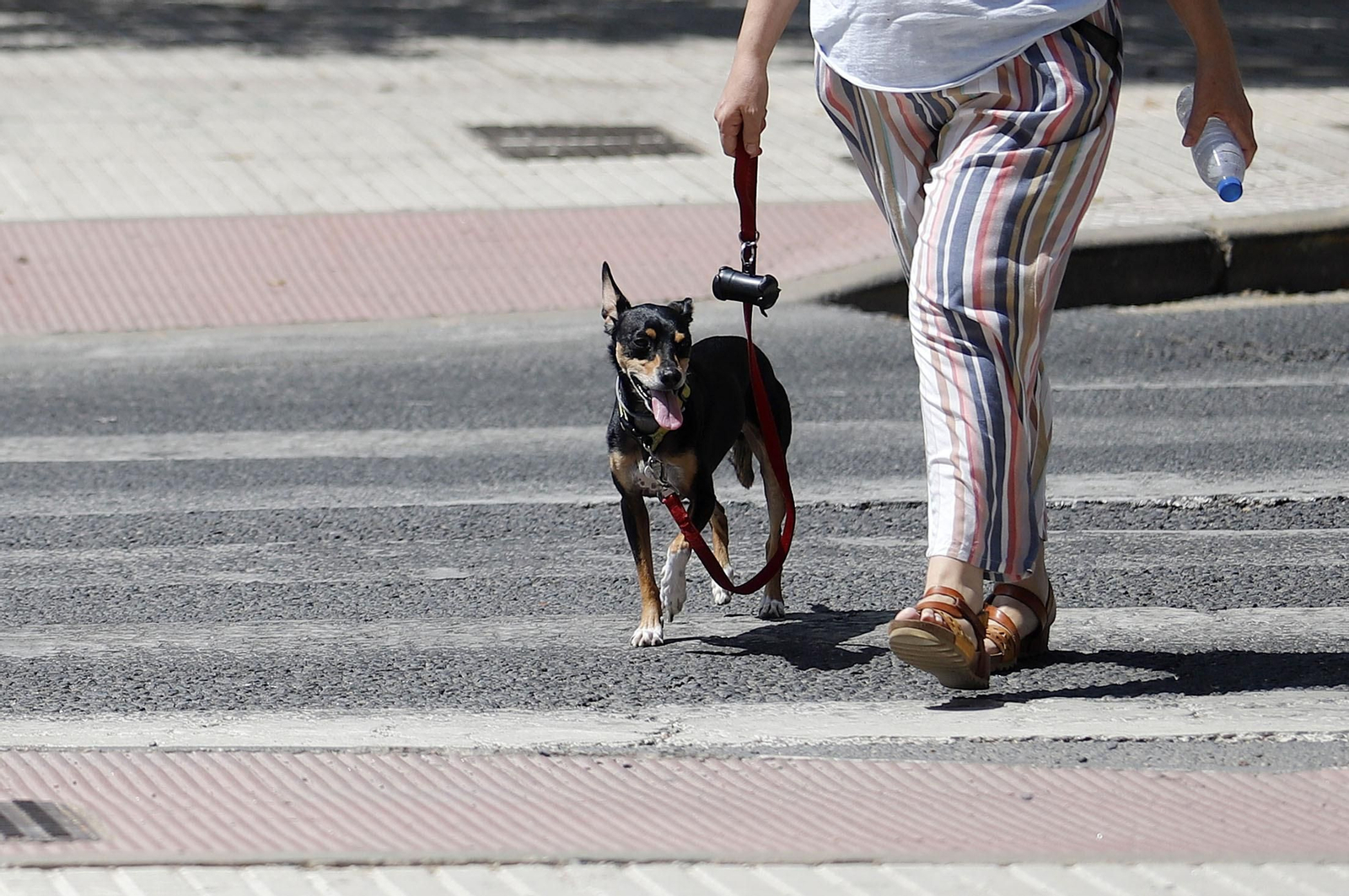 Un perro paseándose con su dueña.