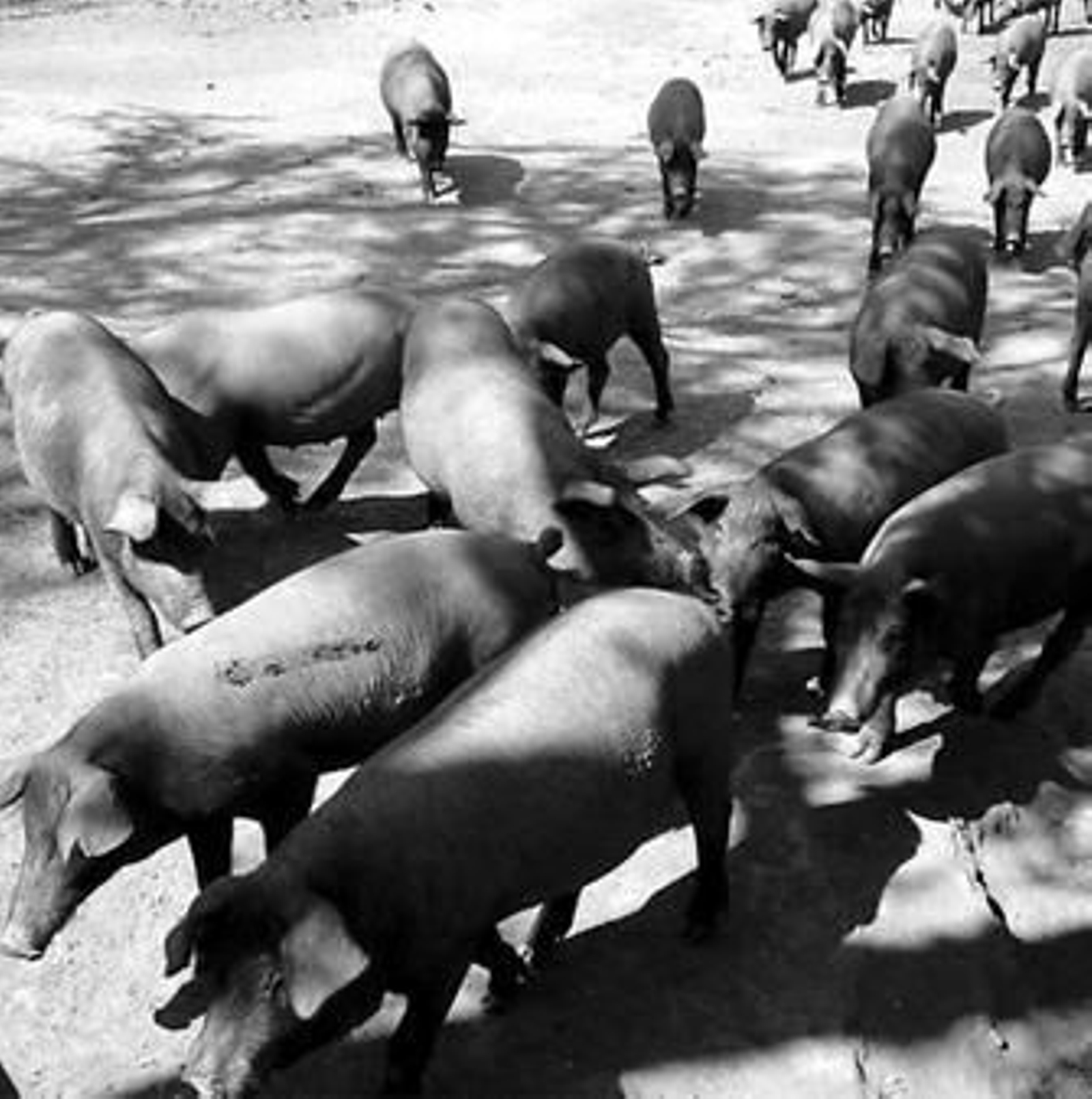 Piara de cerdos ibéricos, la principal en la provincia.