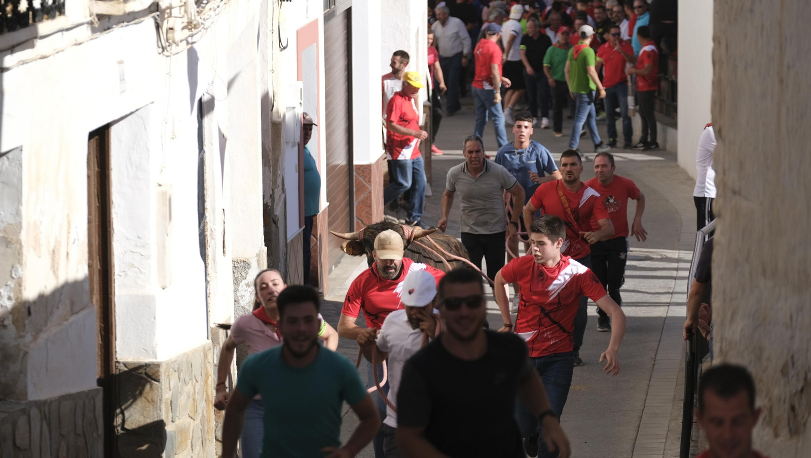 Imágenes de los toros ensogaos y San Marcos, en las Fiestas de Ohanes