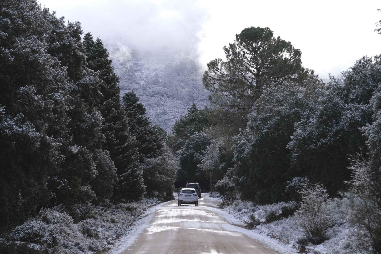 Nevada en la Serranía de Ronda, en fotos.